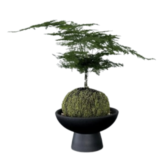 Asparagus Fern Mossball