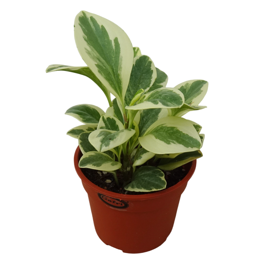 Peperomia Obtusifolia