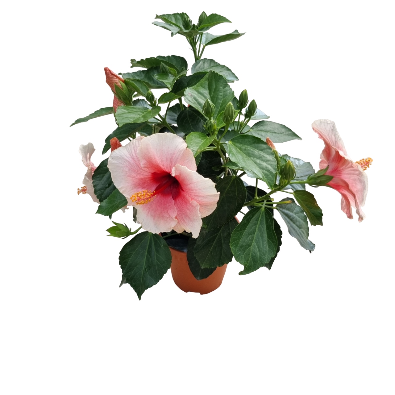 Hibiscus 