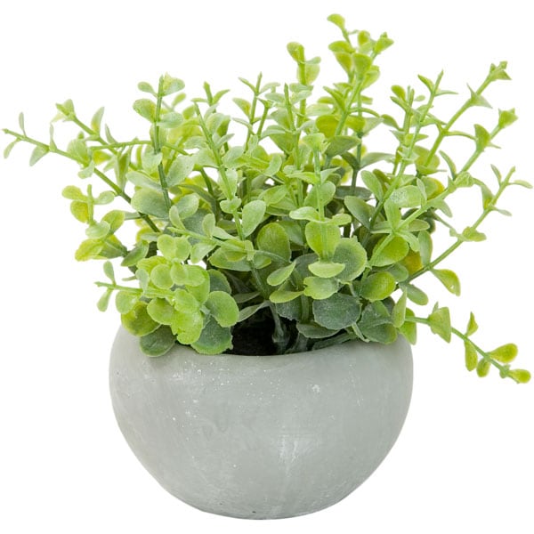 Oregono In Cement Pot, 45502GN