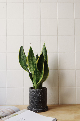 Sansevieria Trifasciata (Snake Plant) in MOTT Terrazzo Pot (10cm)