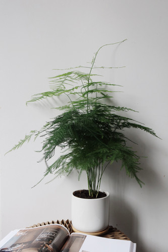 Asparagus Fern in BILLE Ceramic Pot, 10cm