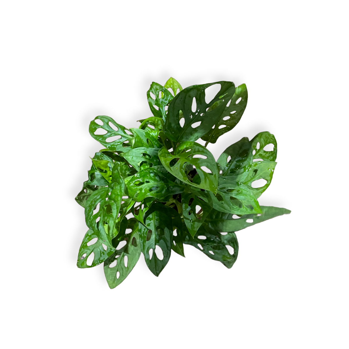Monstera Adansonii, Swiss Cheese Plant, 0.2mH