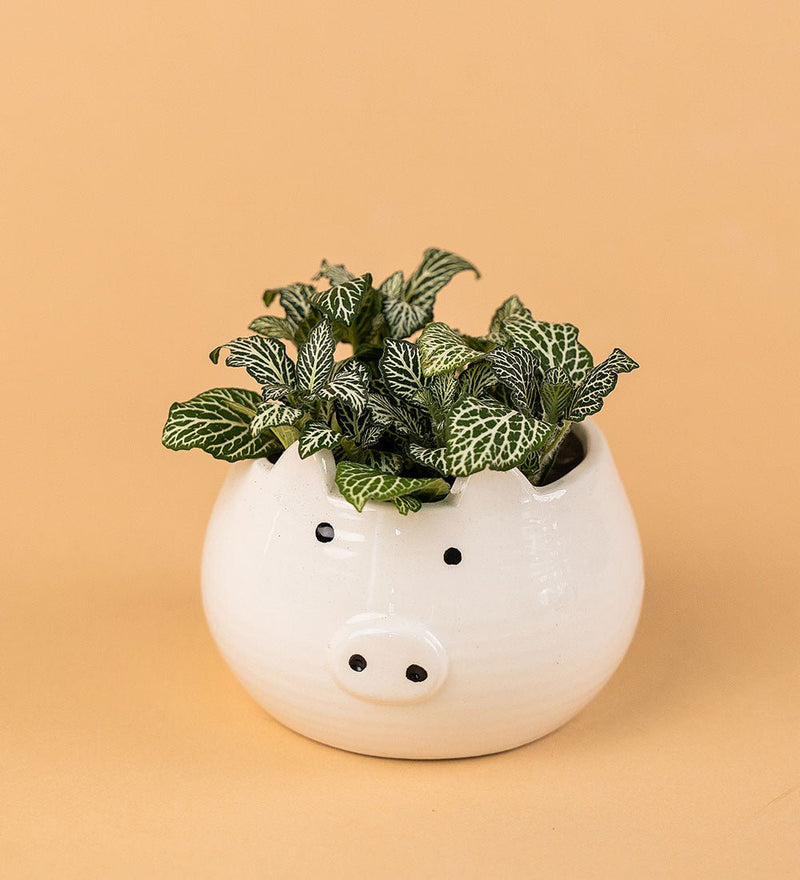 Piggy Planter
